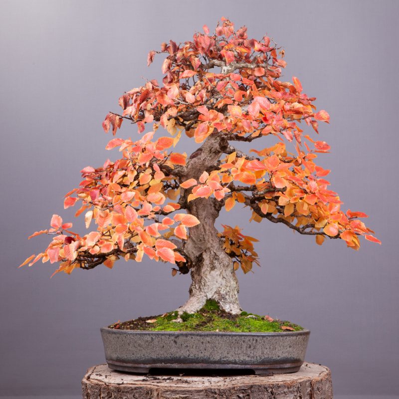 Bonsai-Bäume