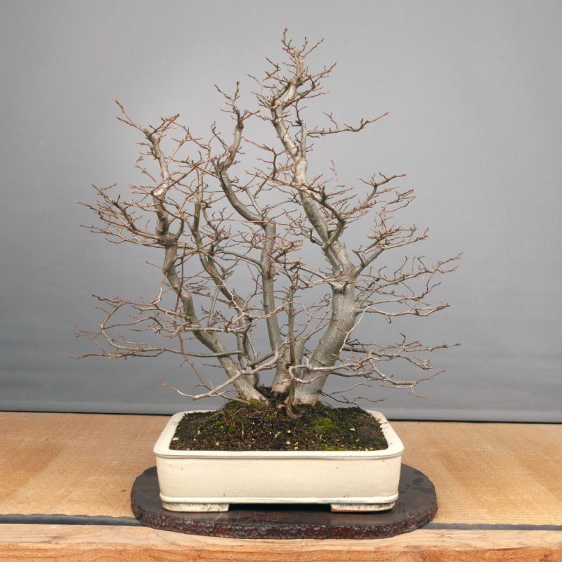 Hainbuche - Carpinus betulus  71cm