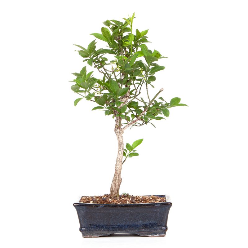 Pfaffenhütchen  - Euonymus europaeus 34cm