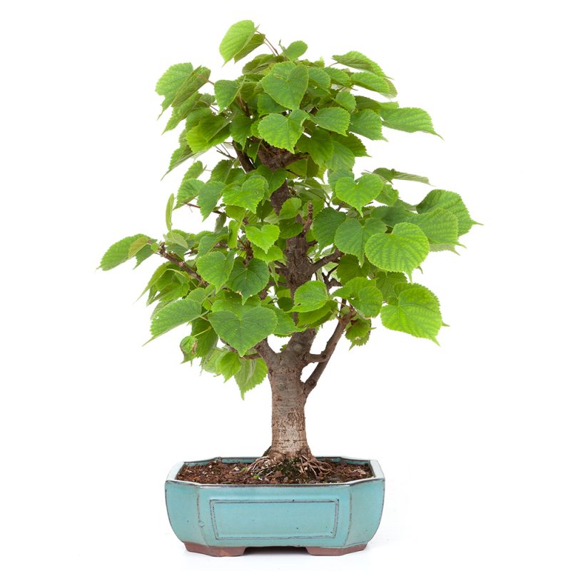 Winterlinde Tilia cordata  40cm