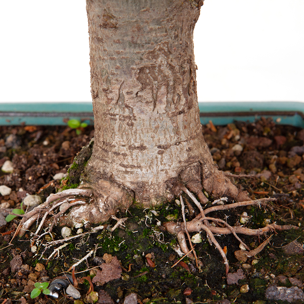 Winterlinde Tilia cordata 40cm – Bild 3