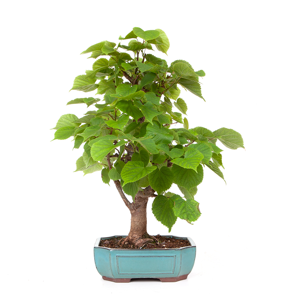 Winterlinde Tilia cordata 40cm – Bild 2