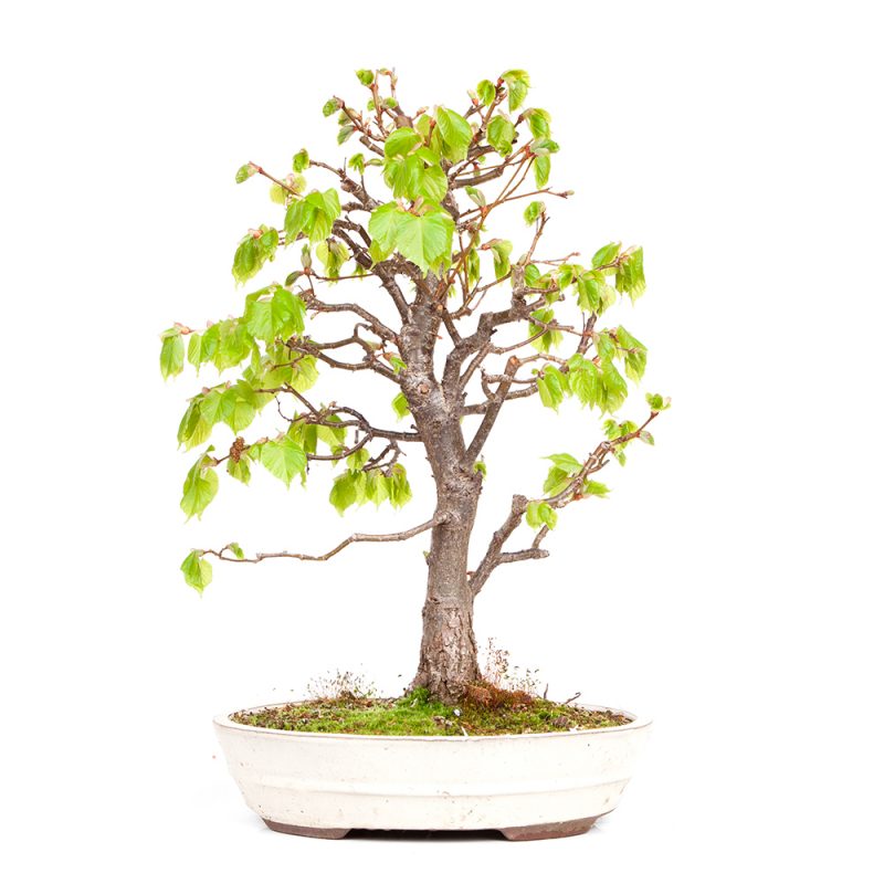 Winterlinde Tilia cordata  42cm