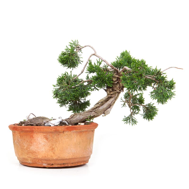 Sabina-Wacholder 18cm