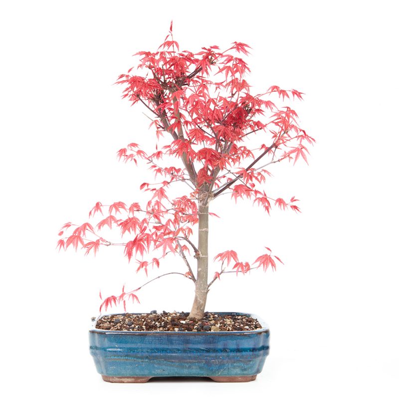 Japanischer Ahorn / Fächer-Ahorn Deshojo / Acer palmatum Deshojo 34cm