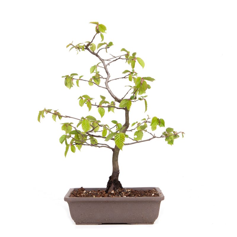 Hainbuche - Carpinus betulus  40cm