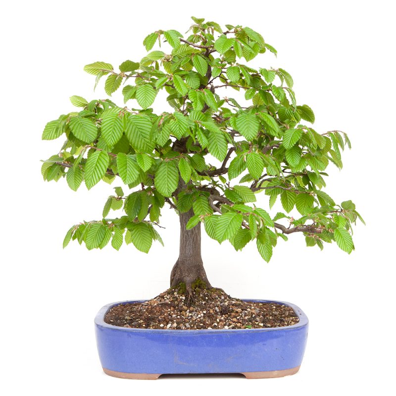 Hainbuche - Carpinus betulus  45cm