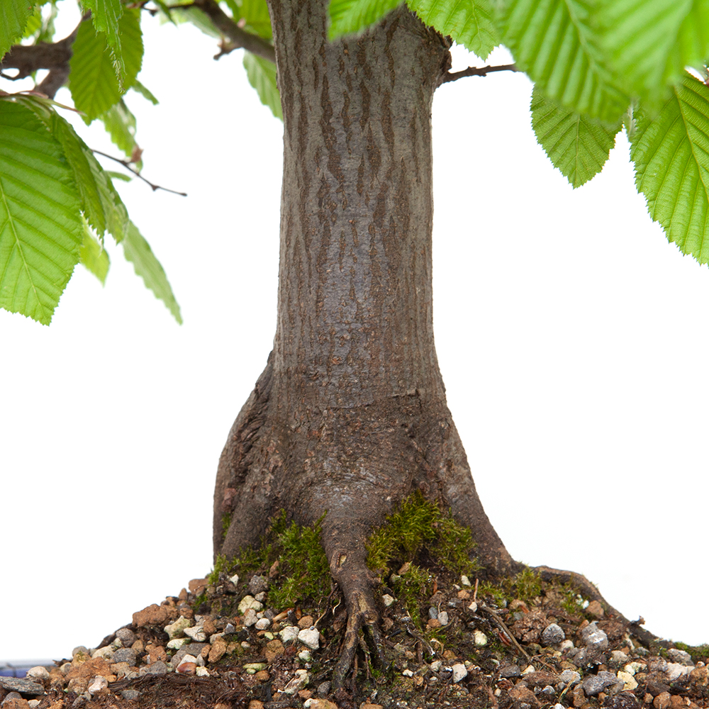 Hainbuche - Carpinus betulus 45cm – Bild 4