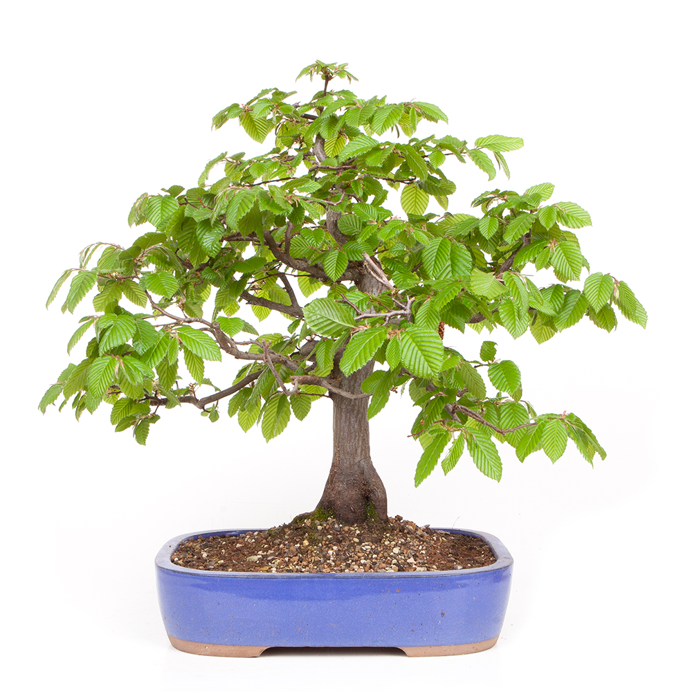 Hainbuche - Carpinus betulus 45cm – Bild 2