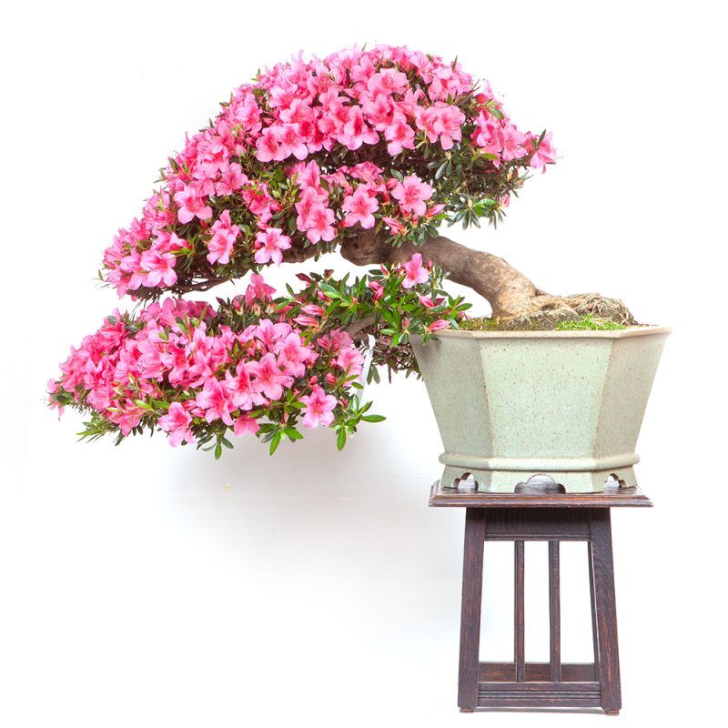 Azalee - Rhododendron 61cm